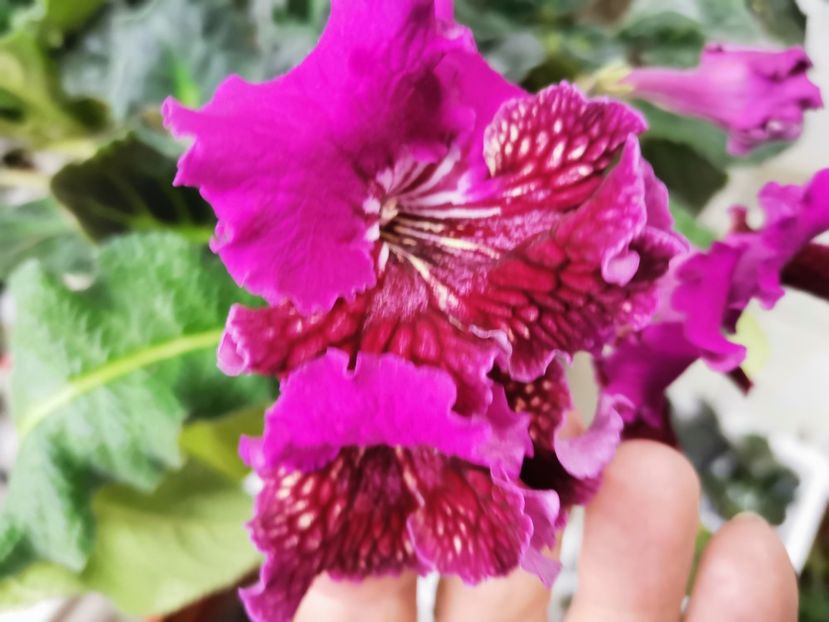  - Streptocarpusi 2021