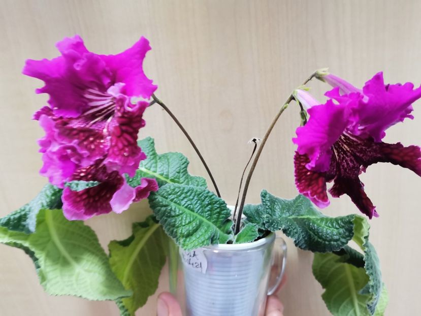  - Streptocarpusi 2021