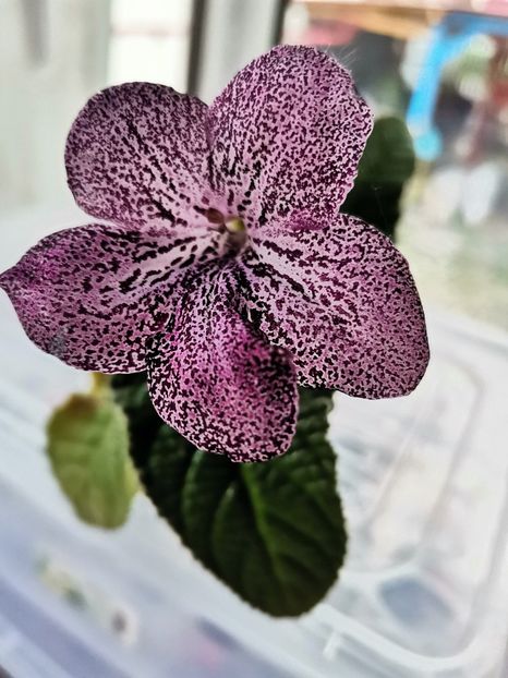  - Streptocarpusi 2021