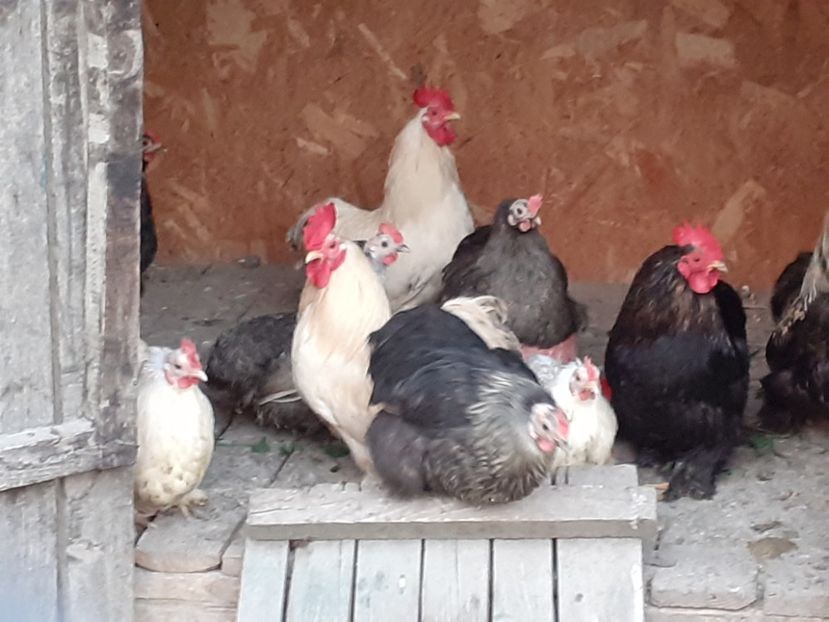  - Achizitii 2018-2019-2020-2021