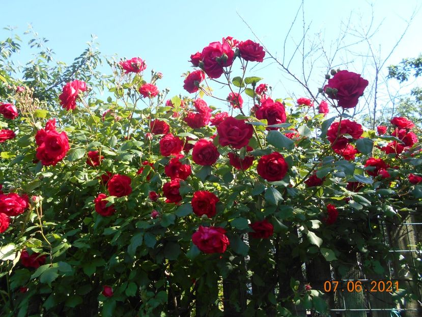  - 02 Trandafiri 2021