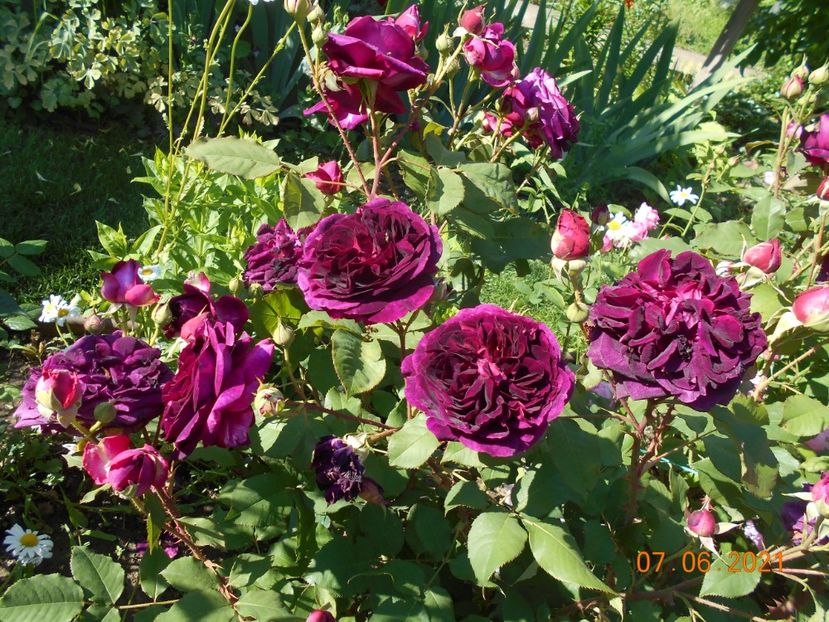  - 02 Trandafiri 2021