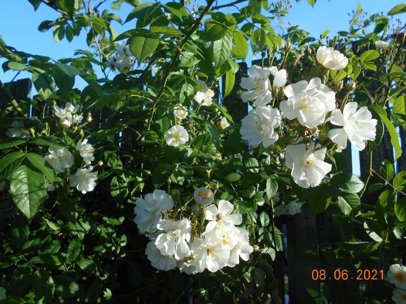  - 02 Trandafiri 2021