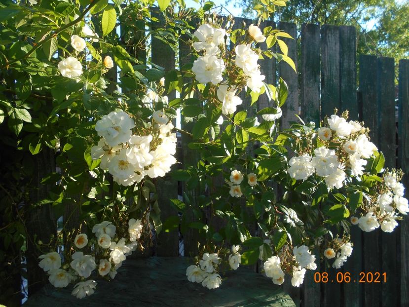  - 02 Trandafiri 2021