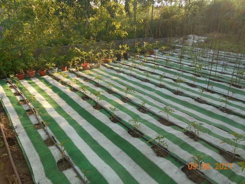  - 02 Gradina de legume 2021