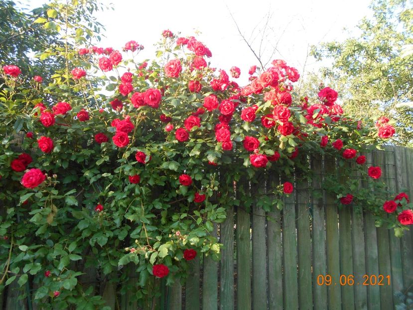  - 02 Trandafiri 2021