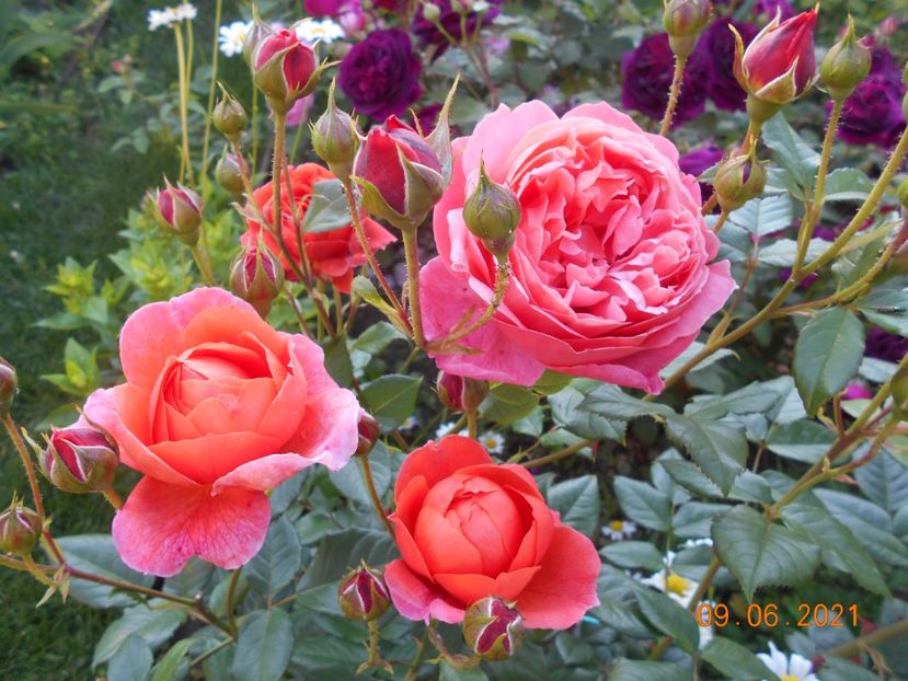  - 02 Trandafiri 2021