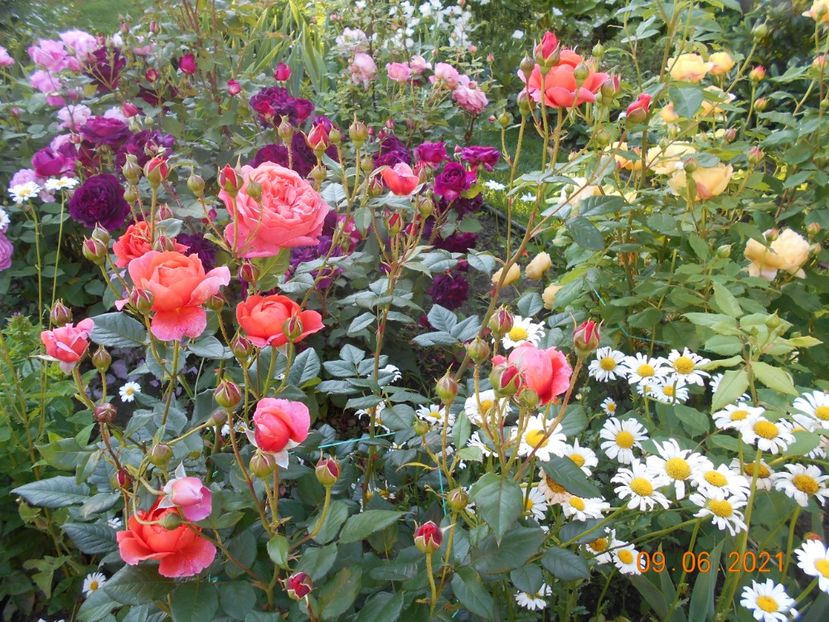  - 02 Trandafiri 2021