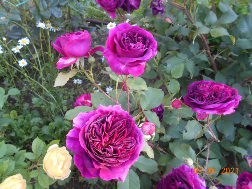  - 02 Trandafiri 2021