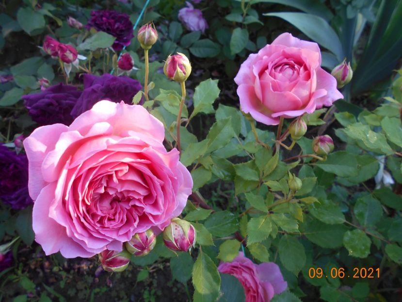  - 02 Trandafiri 2021