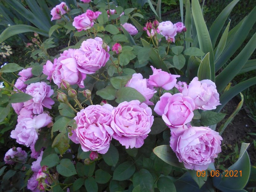  - 02 Trandafiri 2021