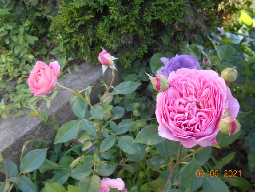  - 02 Trandafiri 2021