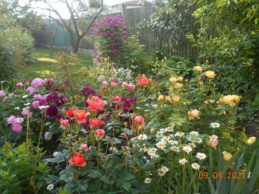  - 02 Trandafiri 2021