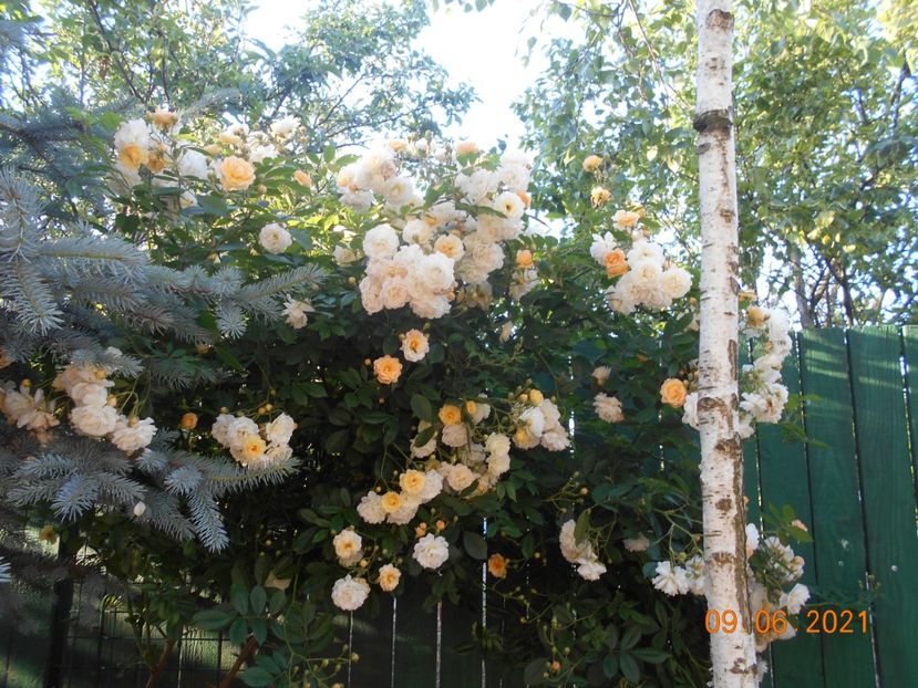  - 02 Trandafiri 2021