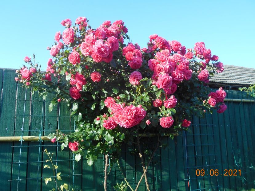  - 02 Trandafiri 2021