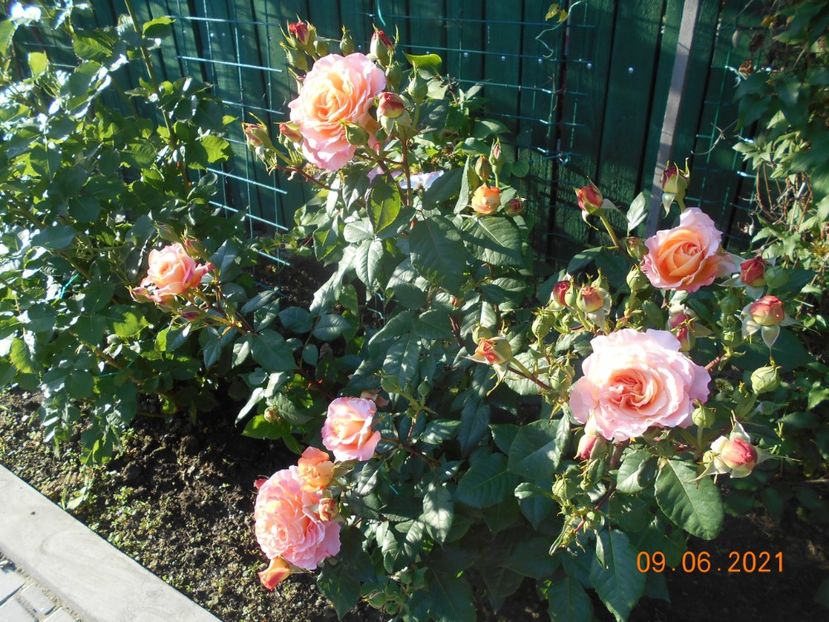  - 02 Trandafiri 2021