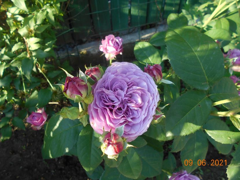  - 02 Trandafiri 2021
