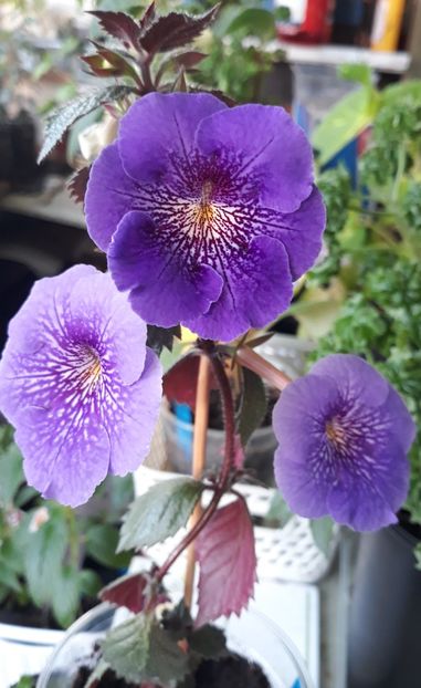  - R21 - Serge s Revelation