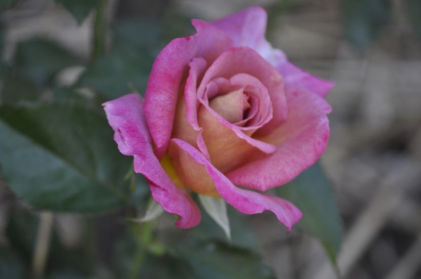 _DSC0023 - VARA 2021_4
