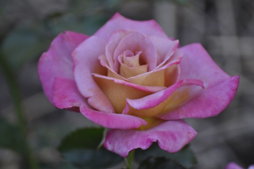 _DSC0024 - VARA 2021_4