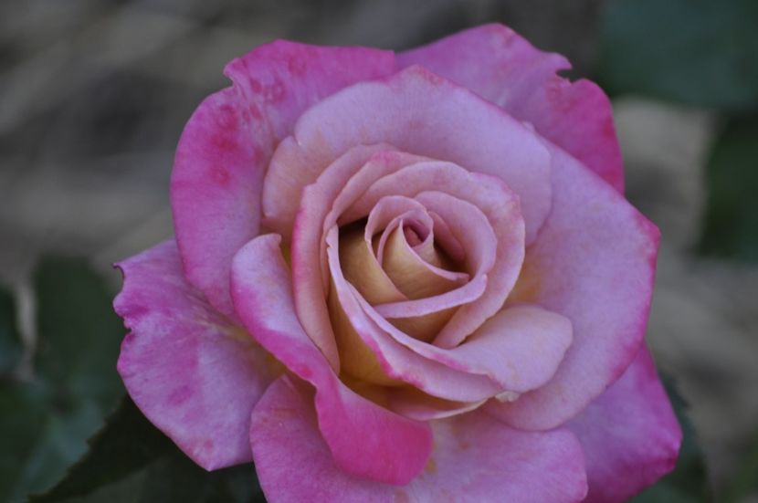 _DSC0027 - VARA 2021_4