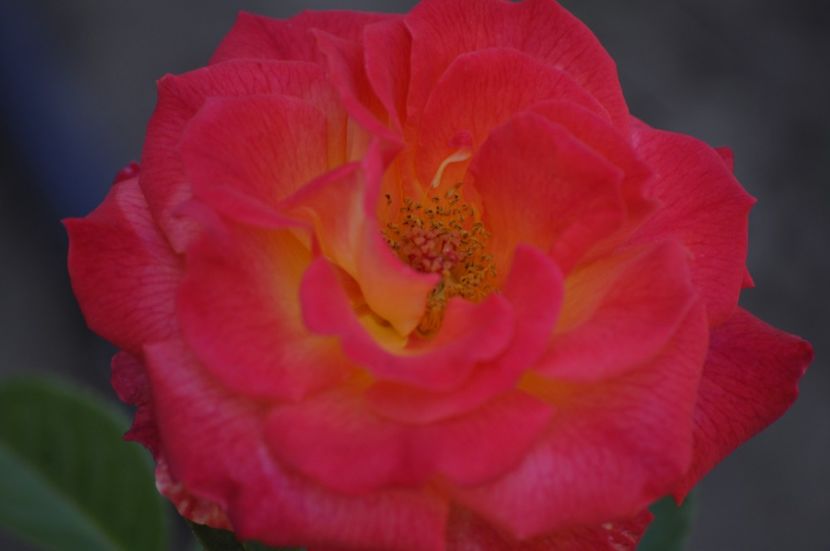 _DSC0028 - VARA 2021_4