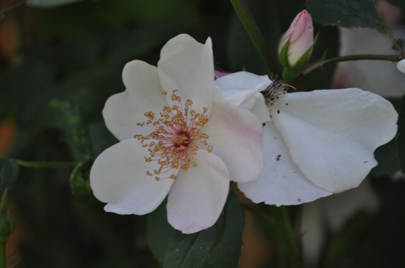 _DSC0052 - VARA 2021_4
