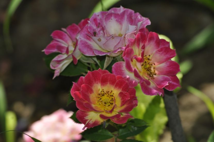 _DSC0054 - VARA 2021_4