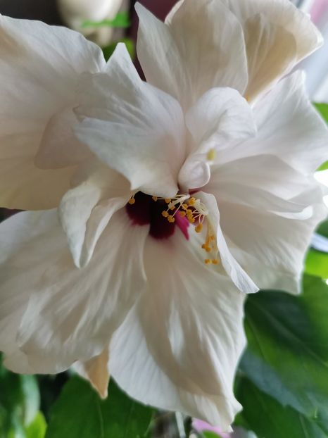  - Hibiscus 2015-2024