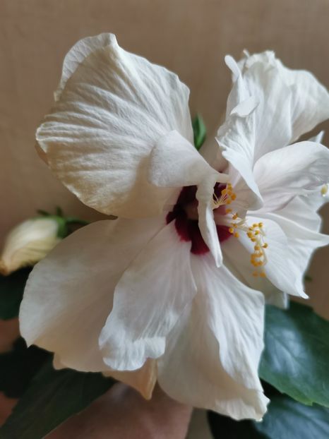  - Hibiscus 2015-2024