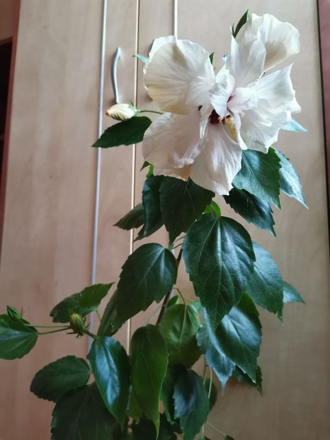  - Hibiscus 2015-2024