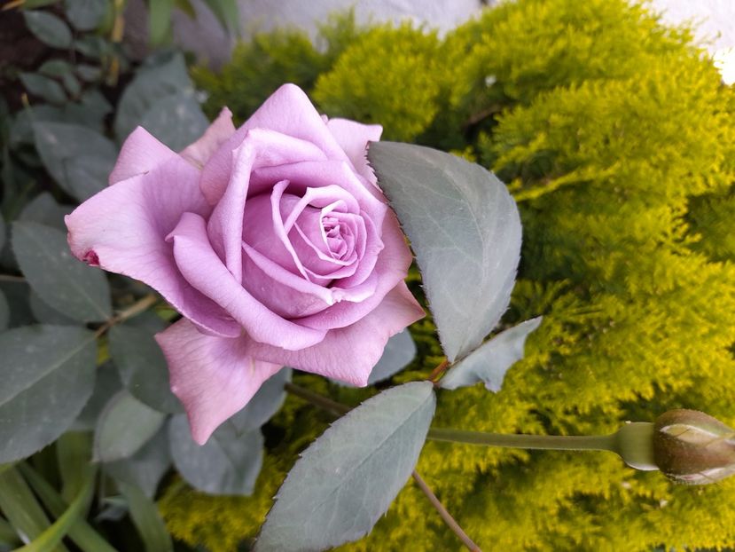 Mamy blue - 2021 trandafiri