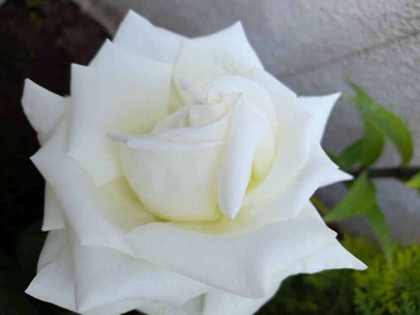 Papa ioan paul - 2021 trandafiri