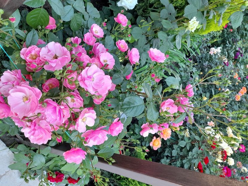 Angela - 2021 trandafiri