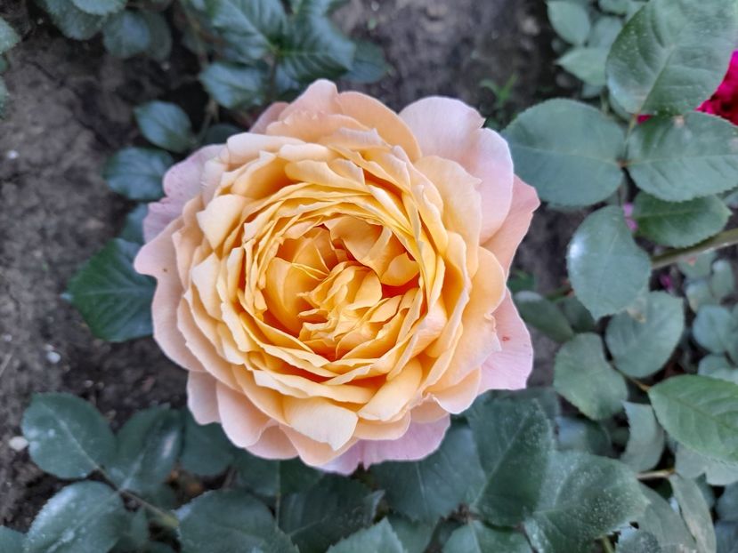 Capri - 2021 trandafiri