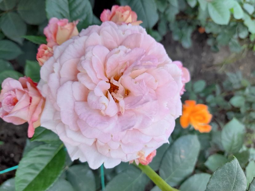 Cremosa - 2021 trandafiri