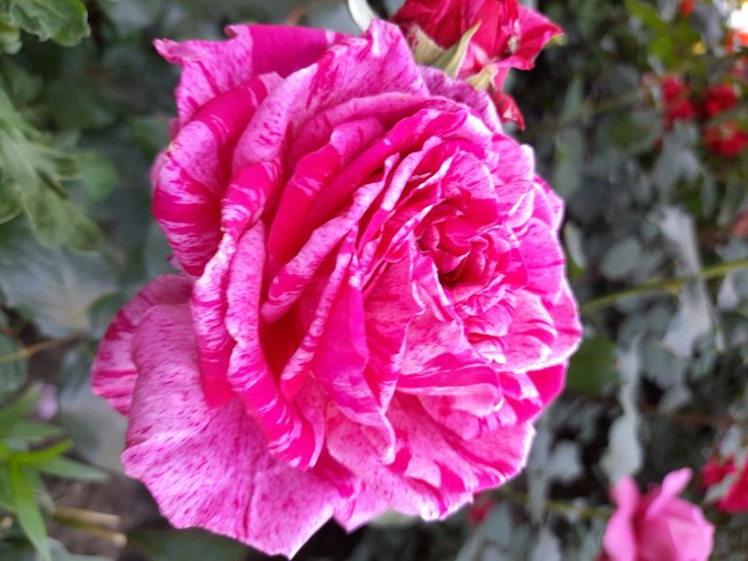 Crazy fashion - 2021 trandafiri