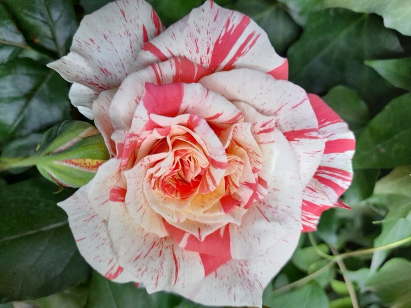 Philatelie - 2021 trandafiri