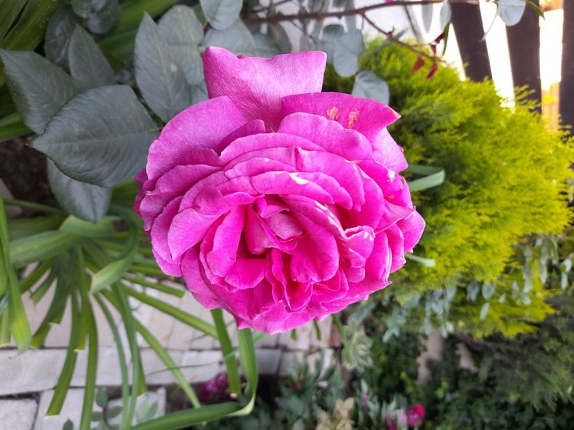 Chatreuse du pharma - 2021 trandafiri