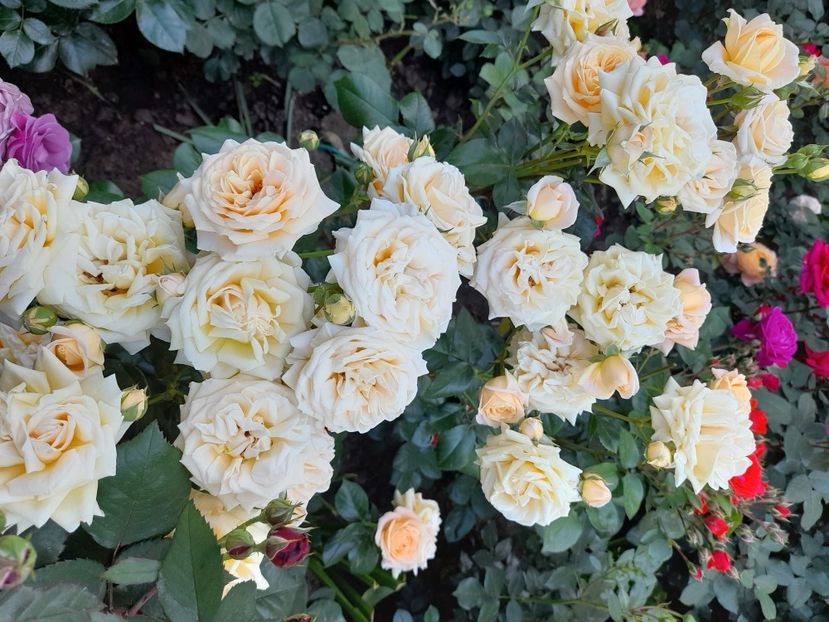 Amber abundance - 2021 trandafiri