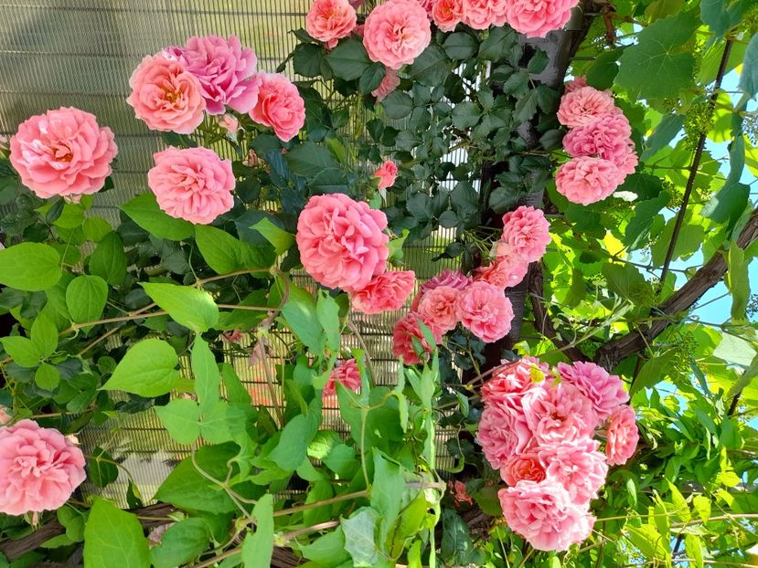 Rosarium uetersen - 2021 trandafiri