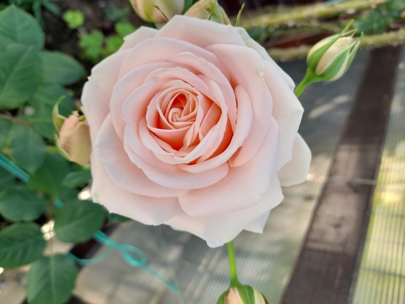 Lacre - 2021 trandafiri