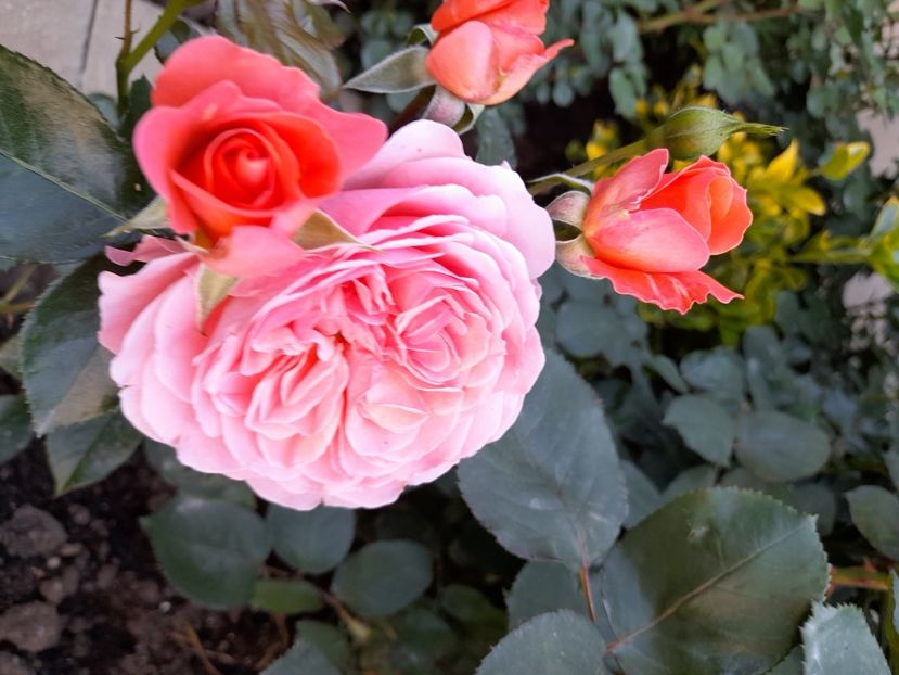 Snachenborg - 2021 trandafiri