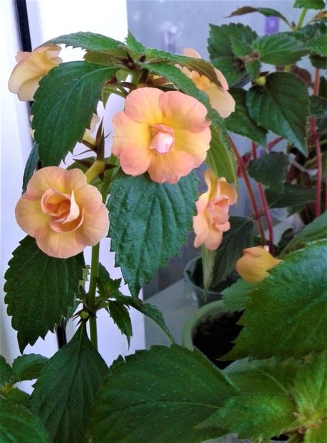 20210610_092129-1 - Colectia mea de achimenes Primul achi inflorit 2021