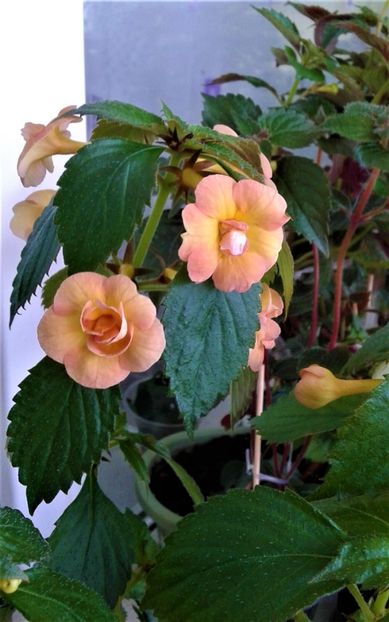 20210610_092136-5 - Colectia mea de achimenes Primul achi inflorit 2021