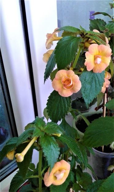 20210610_092236-6 - Colectia mea de achimenes Primul achi inflorit 2021