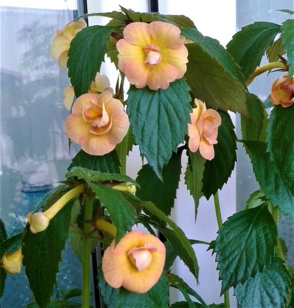 20210610_092412-2 - Colectia mea de achimenes Primul achi inflorit 2021
