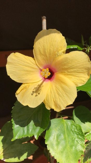 IMG-20210610-WA0007 - Hibi columbine