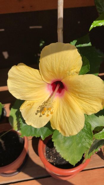 IMG-20210610-WA0004 - Hibi columbine