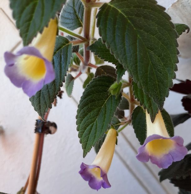 20210610_112417~2 - BRID-S ESTRELLA DE ORO